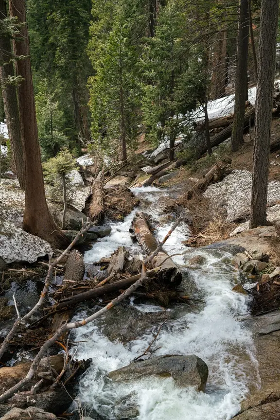 [Image de forêt alpine dense à protéger]